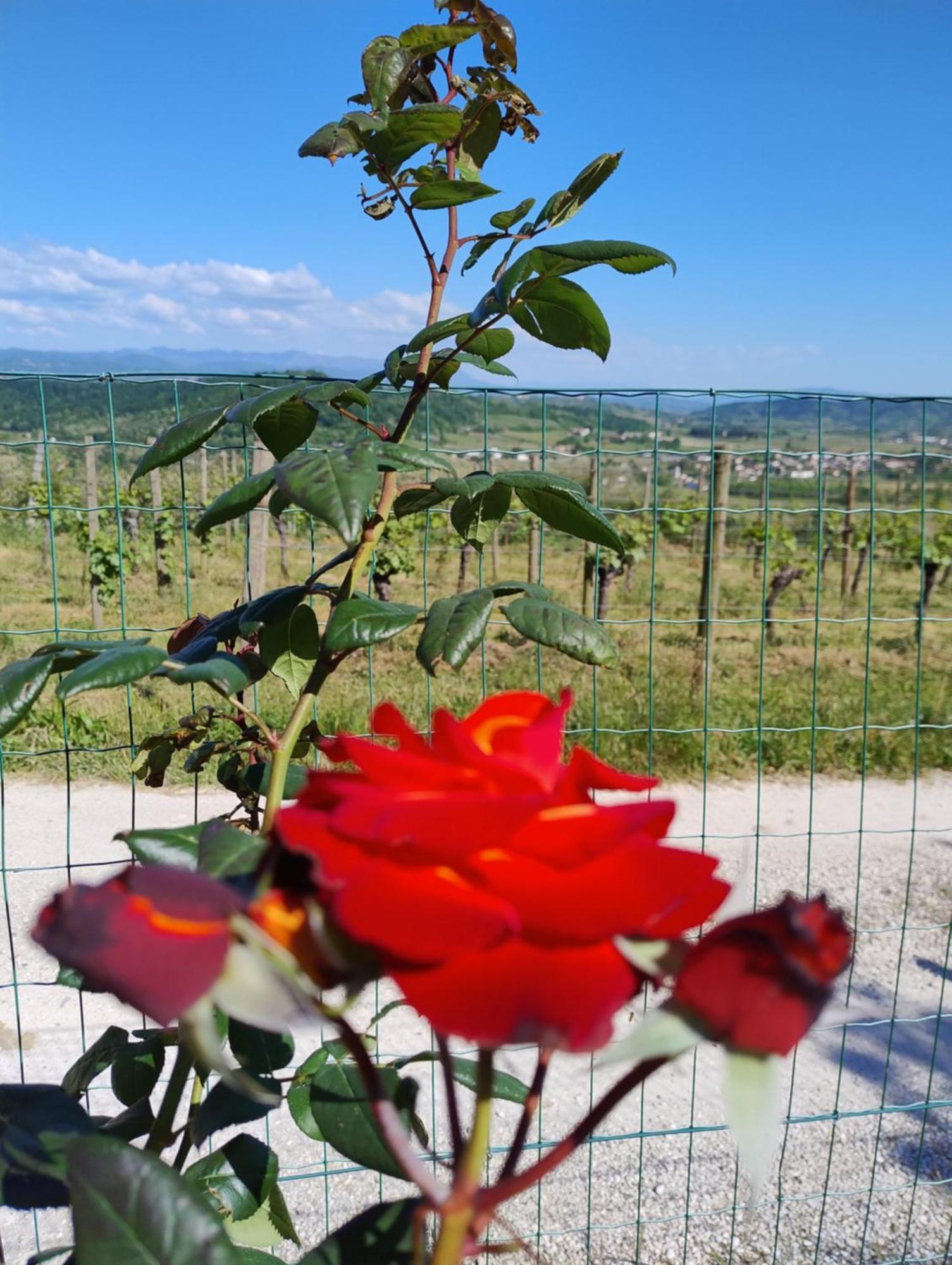 Le Badie Wine Resort Rosazzo Luaran gambar